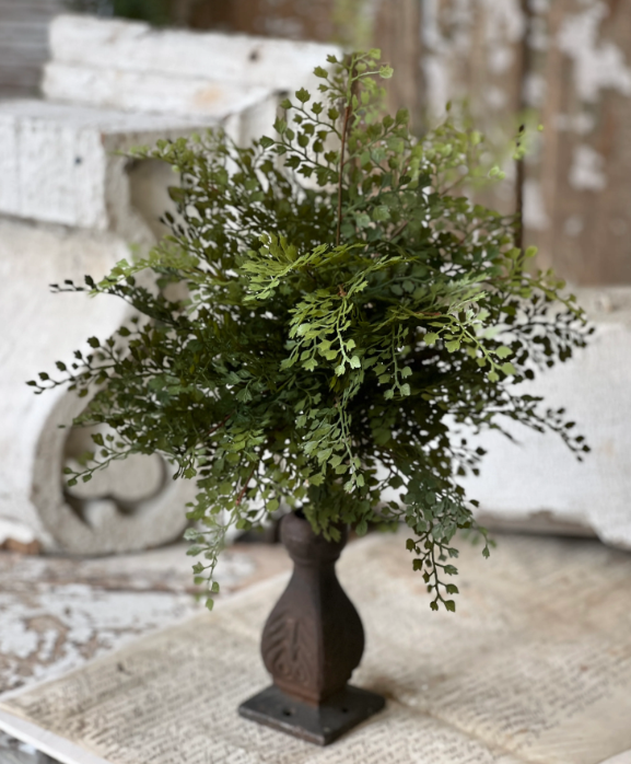 Damsel Fern Bush 16"