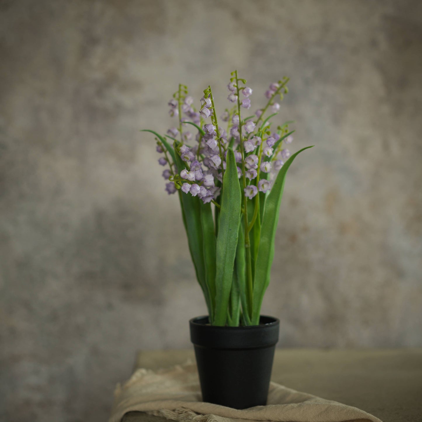 Potted Purple Bellflower