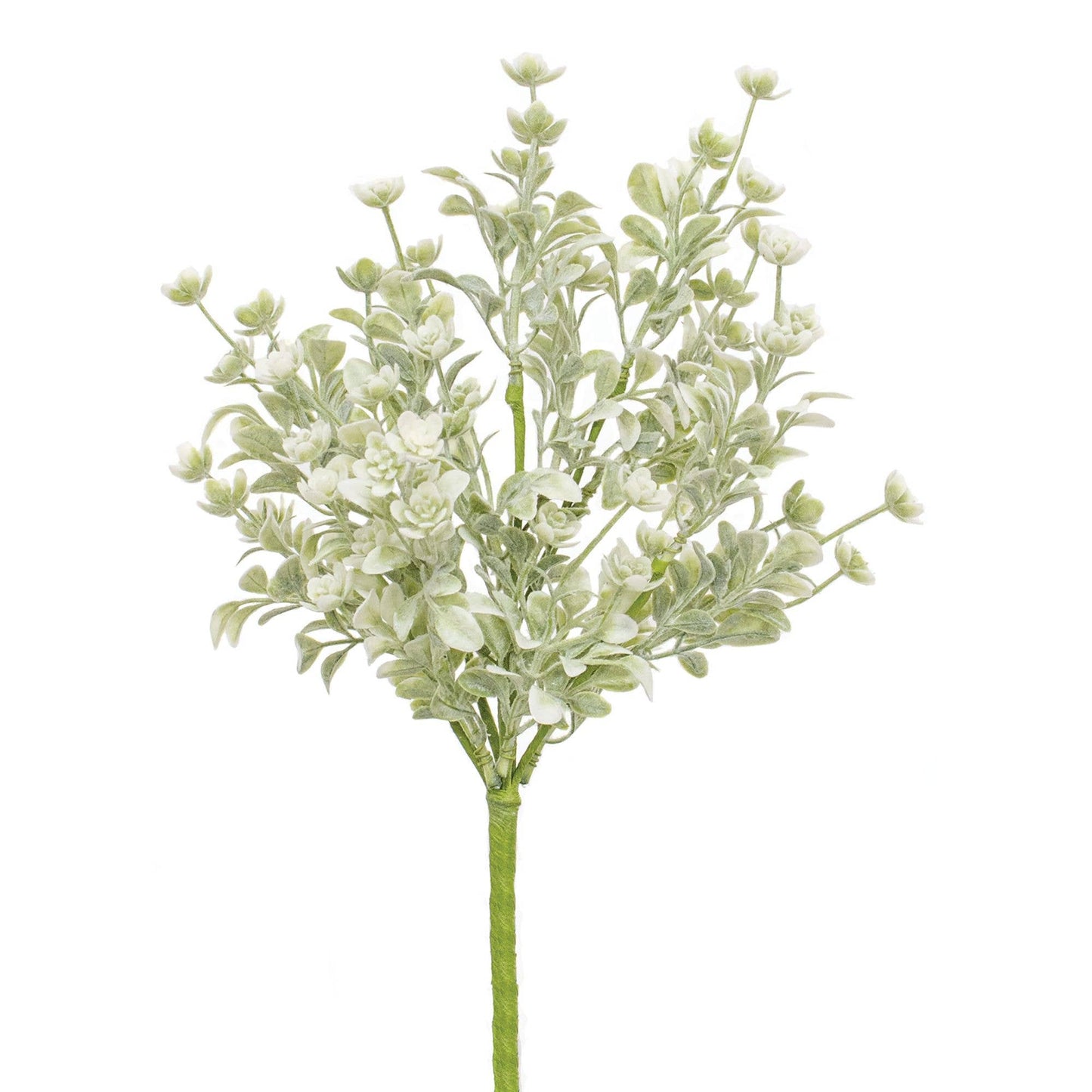 White Star Lavender Buds Bush, 12"