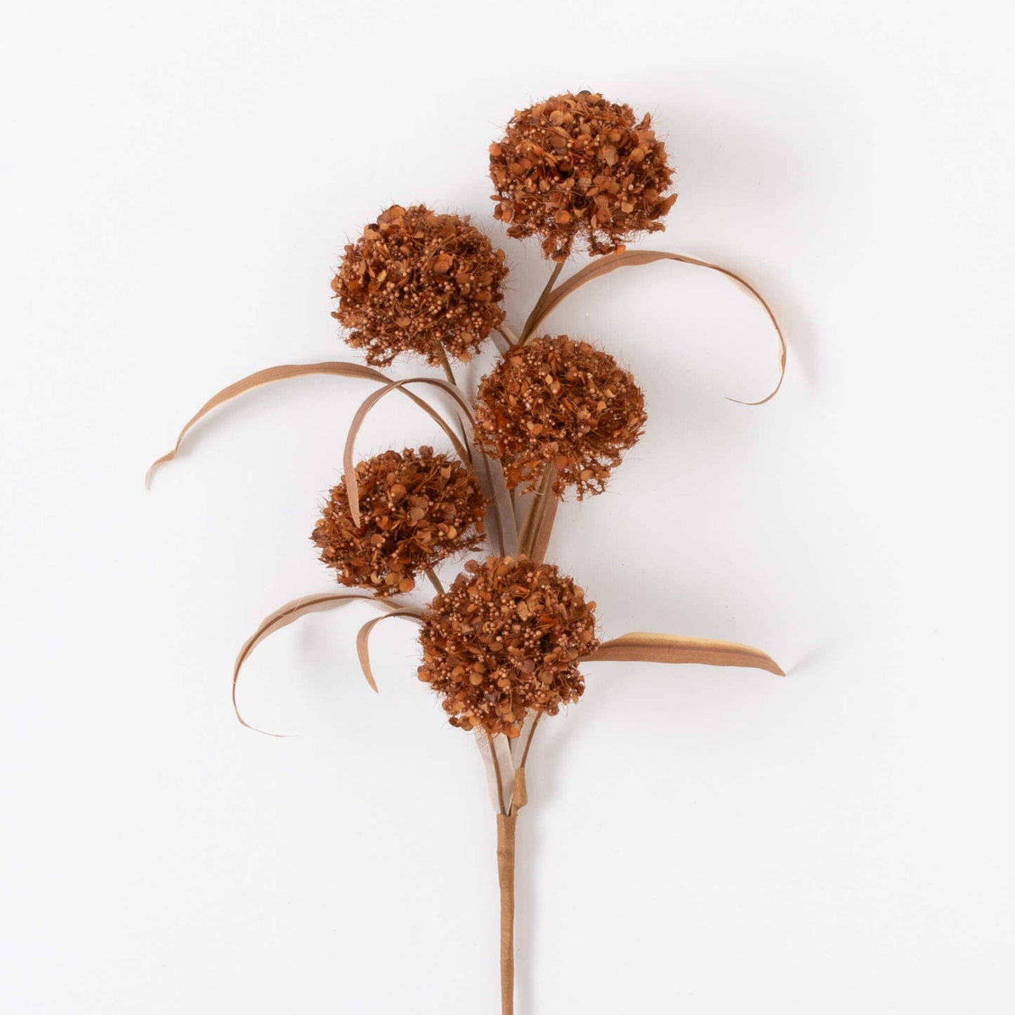 Rusty Brown Allium Bush - 24"