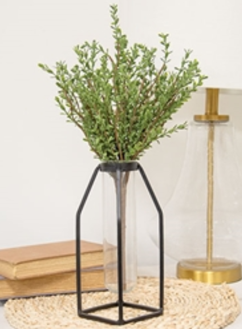 Baby Boxwood Bush - 16"