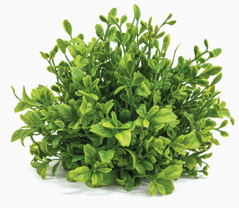 Evergreen English Boxwood Half Sphere - 9"x6"