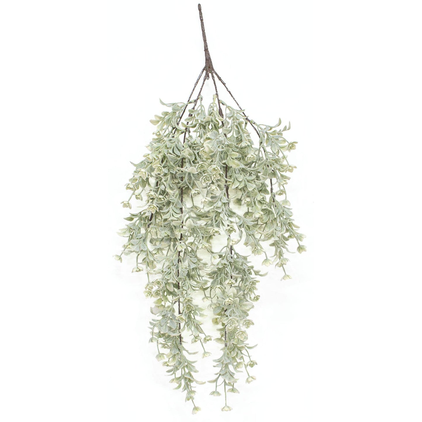 White Star Lavender Buds Hanging Bush