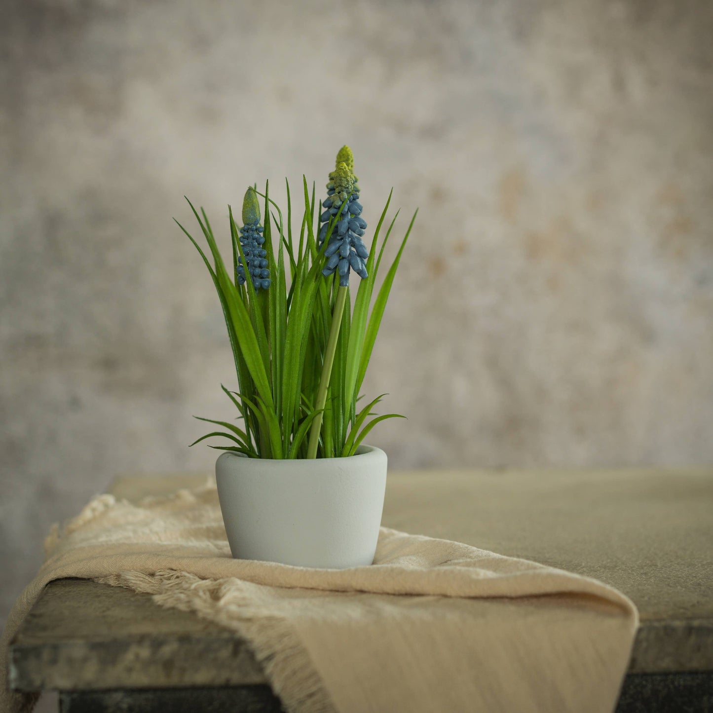 Potted Blue Hyacinth