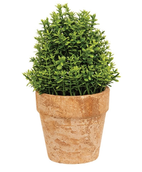 Potted Mini Boxwood