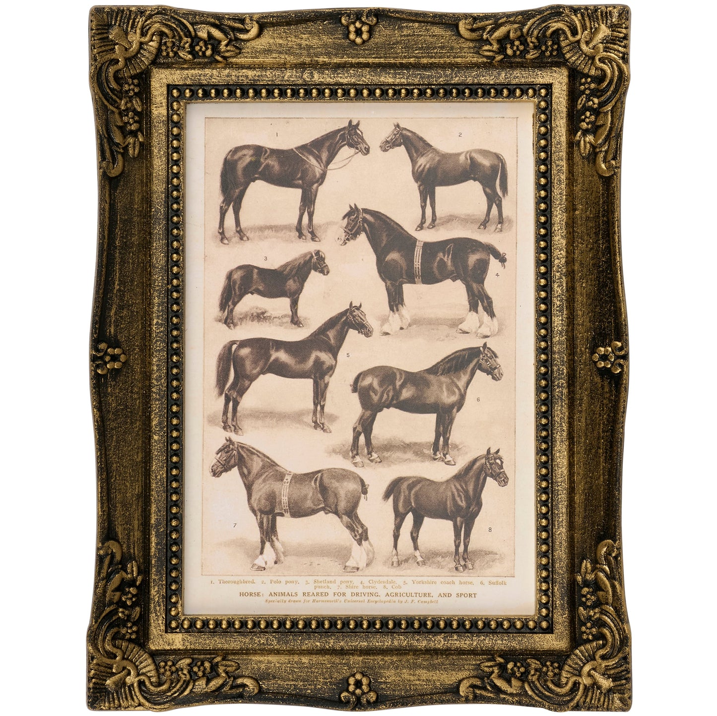 Horse Breeds Framed Art