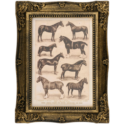 Horse Breeds Framed Art