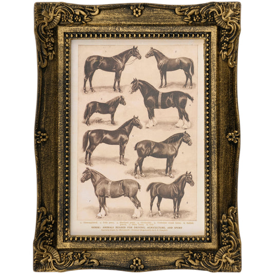 Horse Breeds Framed Art