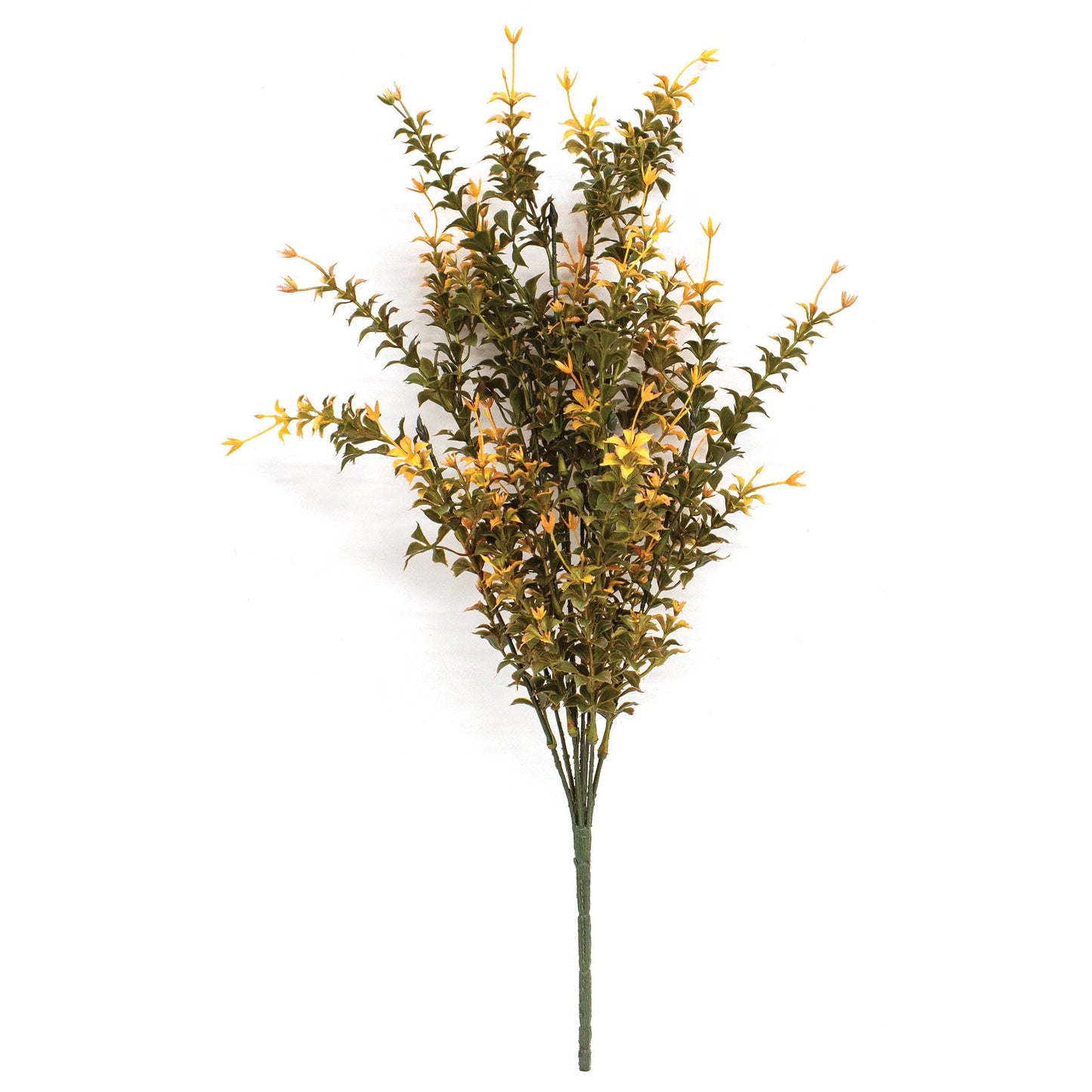 Golden Trumpet Bush - 19"