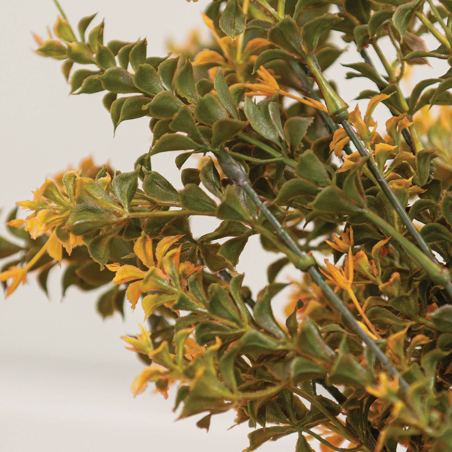 Golden Trumpet Bush - 19"