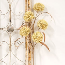 Cream Allium Bush - 24"