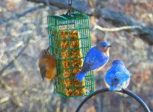 Mr Bird - Bugs, Nuts and Fruit Bird Seed Cake