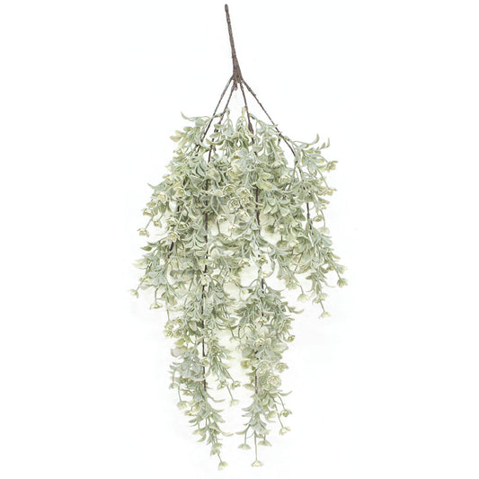 White Star Lavender Buds Hanging Bush