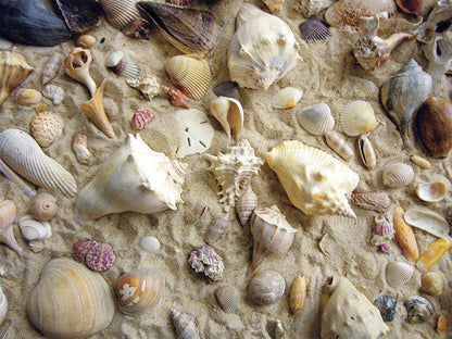 She Sells Sea Shells 550 Piece Puzzle - Heritage Puzzle