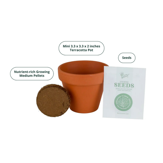 Cactus Grow Starter Kit with 3.3" Terracotta Pot