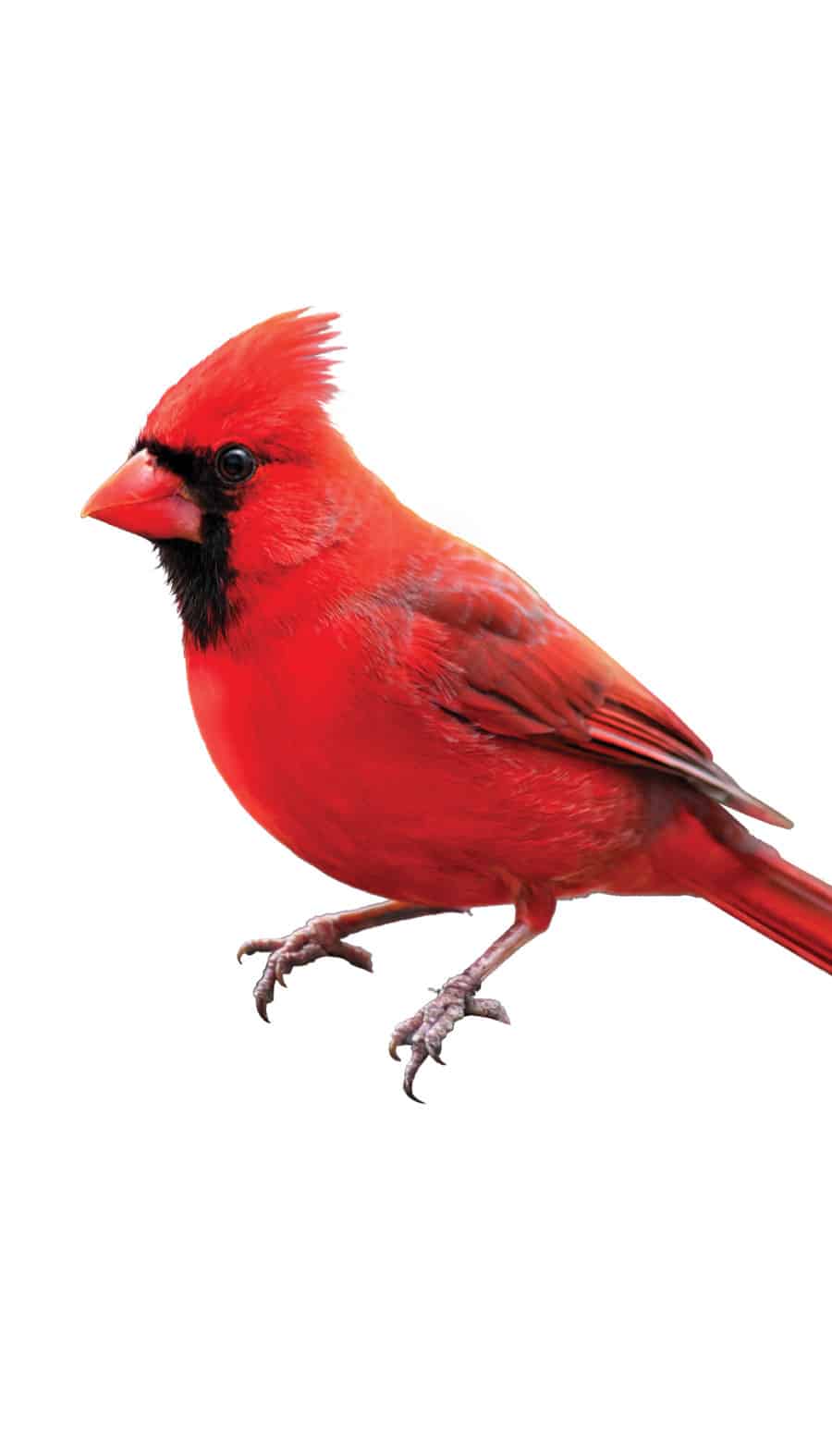 Icon Signature Sign Cardinal