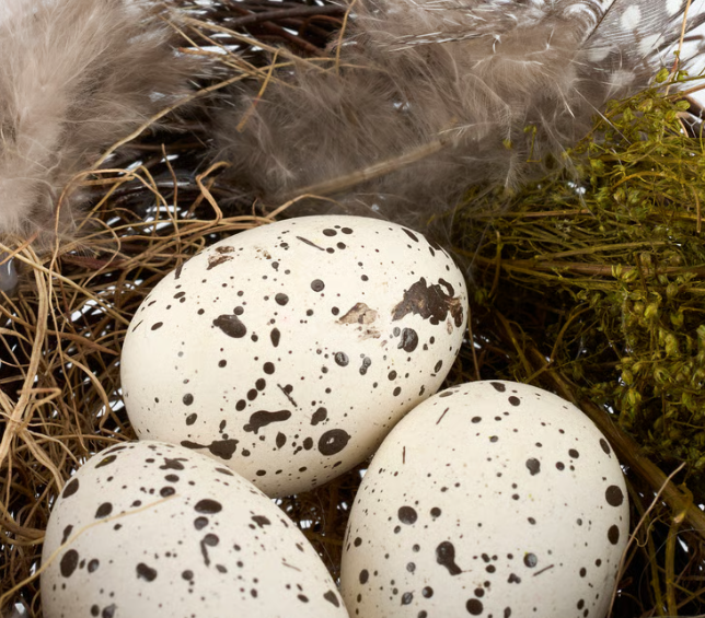 Feathered Nest and Eggs - Faux Bird Nest