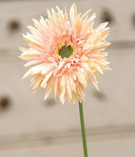 Gerbera Daisy Stem - Peach 18"